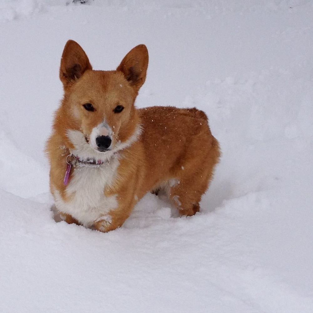 Meet your Posher, Liz